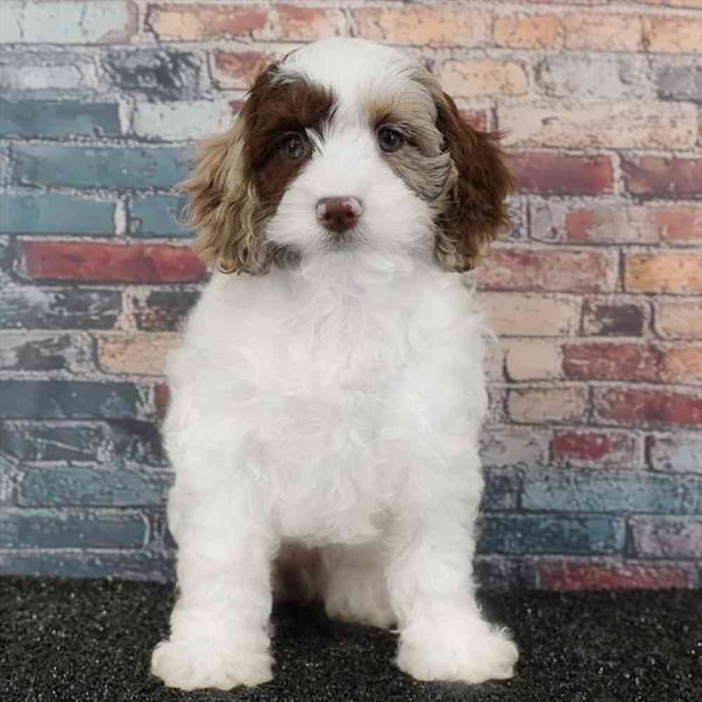 Image of a pet breed in the gallery