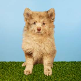 Pomeranian