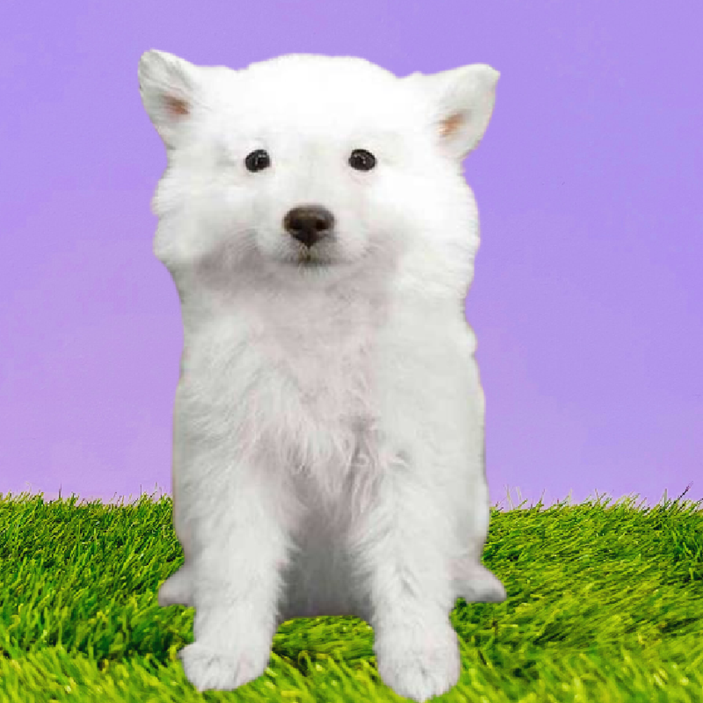 Female American Eskimo Puppy for Sale in Marietta, GA