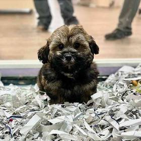 Shizapoo