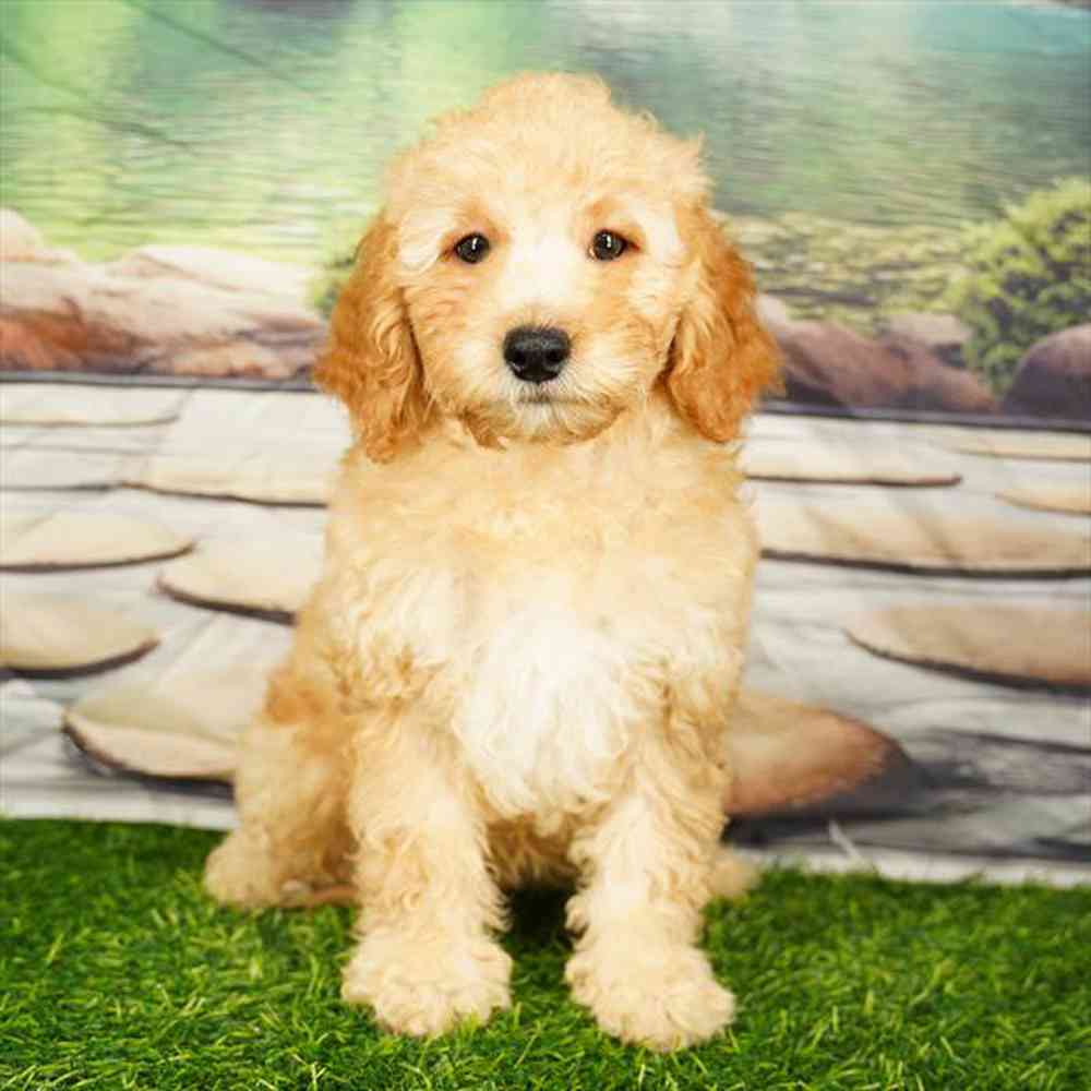 Image of a pet breed in the gallery