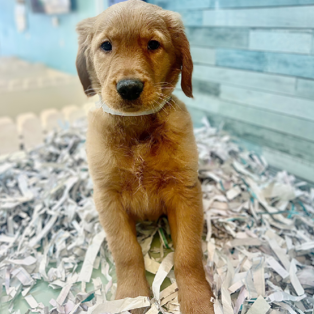 carousel pet images