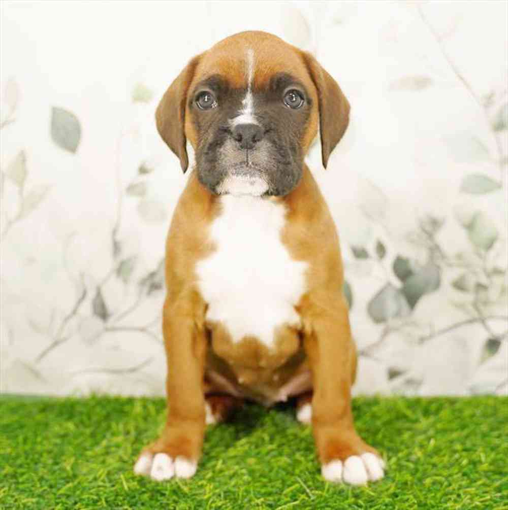 Image of a pet breed in the gallery