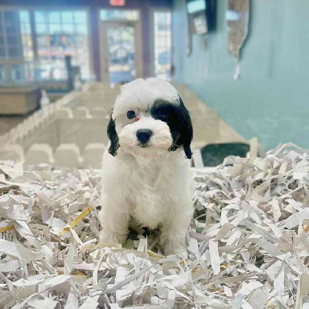 carousel pet images