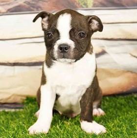 Boston Terrier