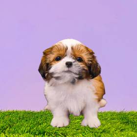 Shih Tzu