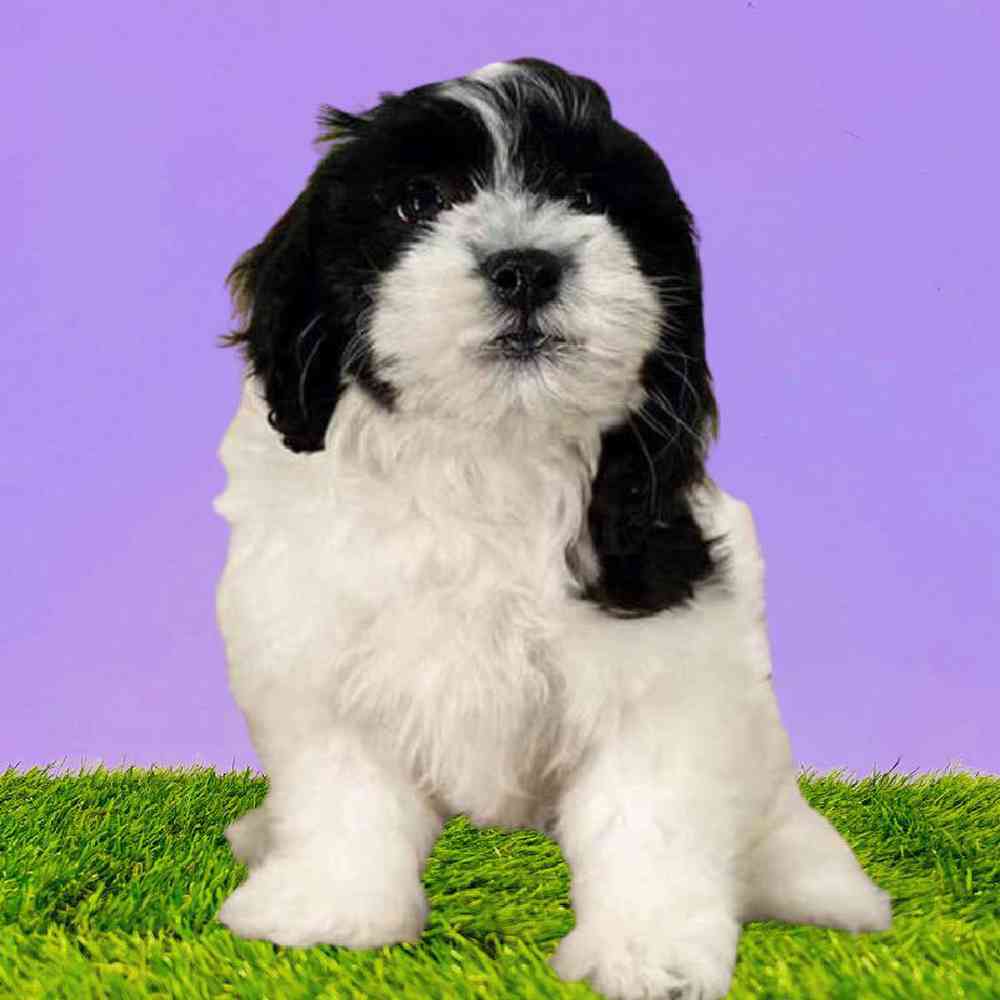 carousel pet images