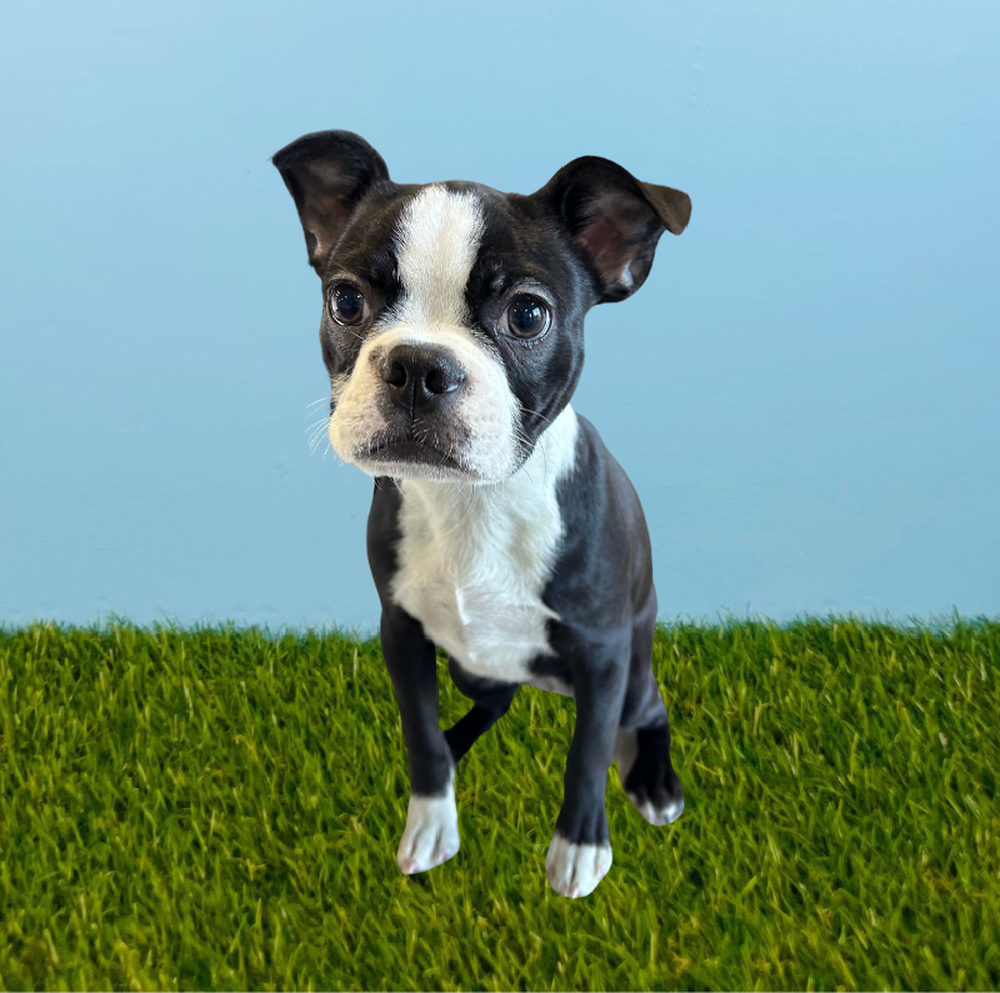 Female Boston Terrier Puppy for Sale in Tolleson, AZ