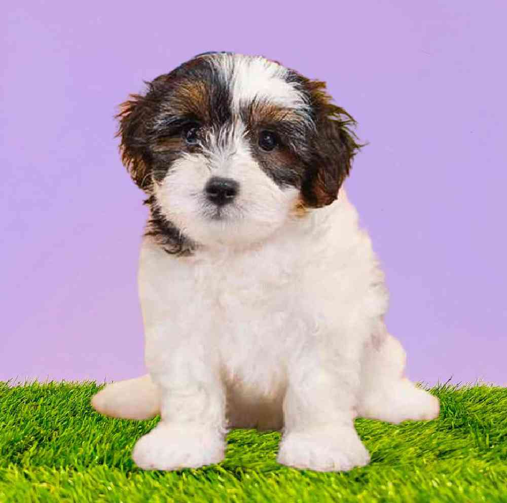 carousel pet images