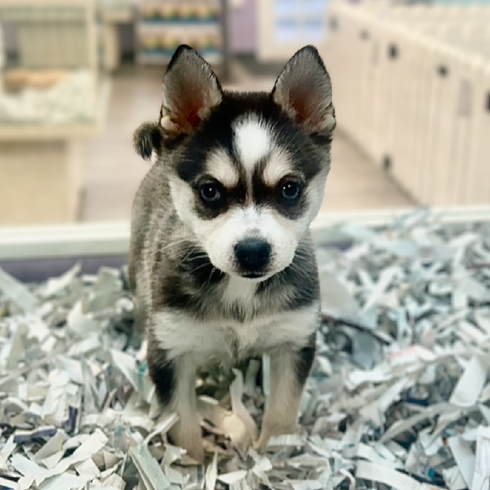 carousel pet images
