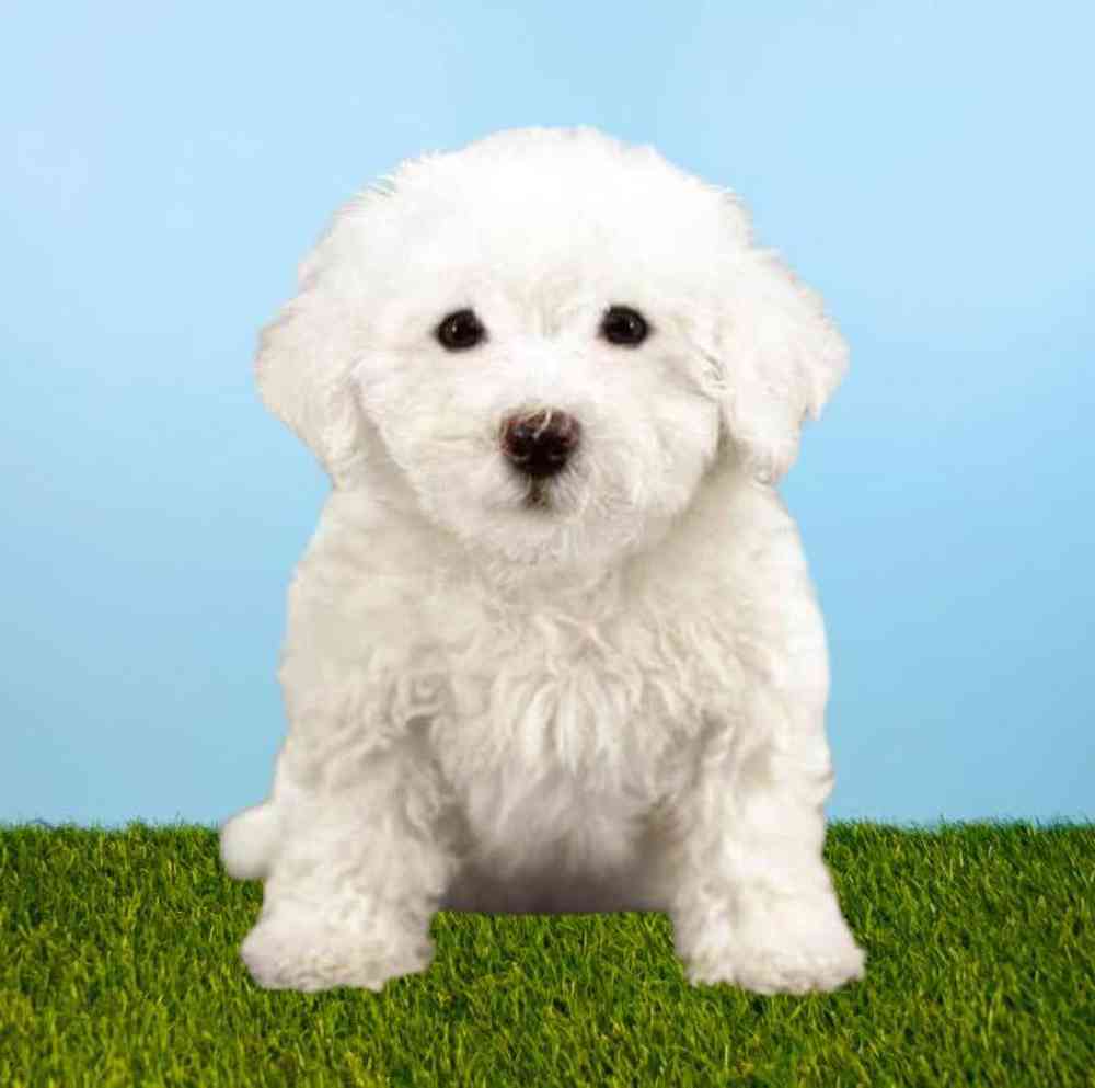 Female Bichon Puppy for Sale in Meridian, ID