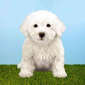 Bichon