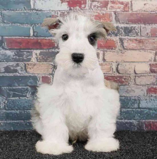Mini Schnauzer