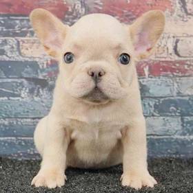 French Bulldog