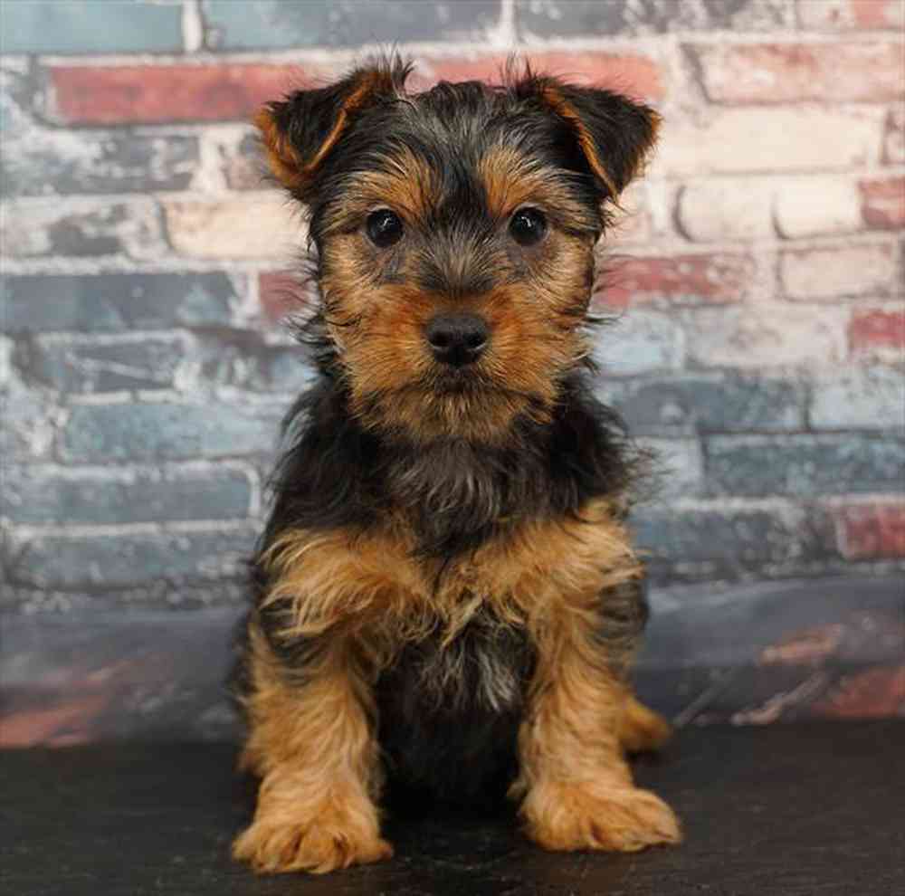 pet breed image