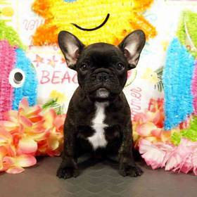 French Bulldog