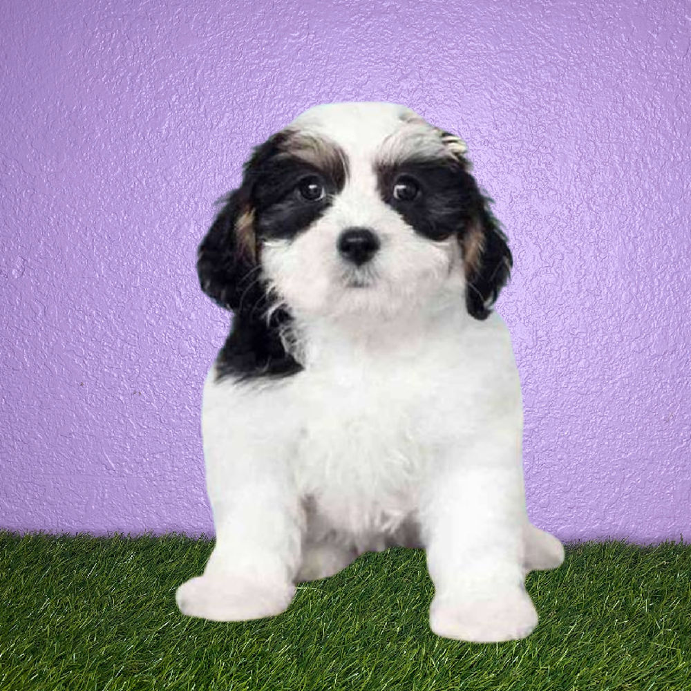 carousel pet images