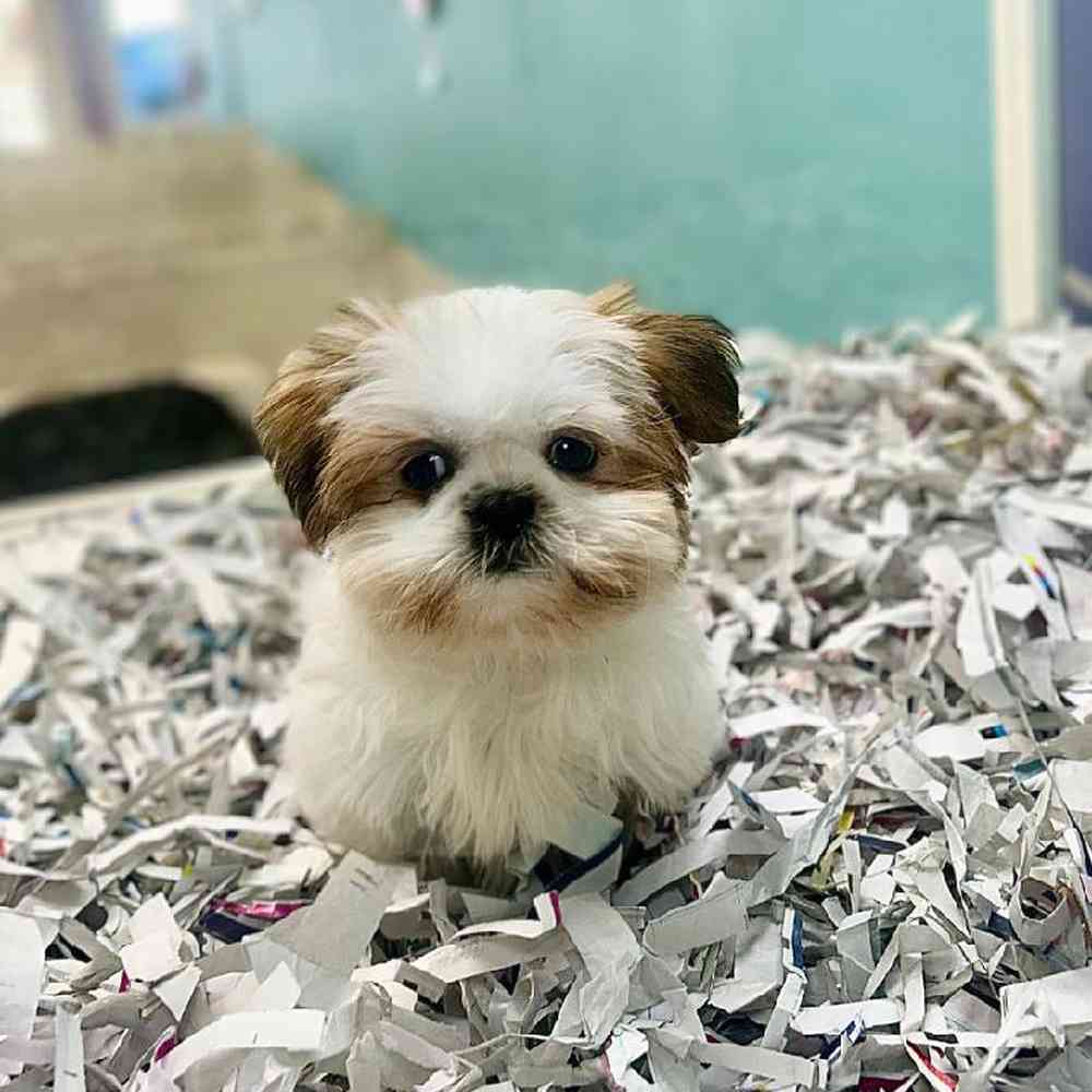 carousel pet images