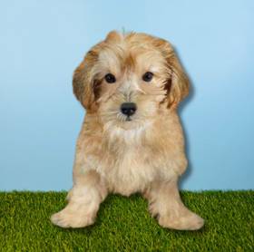 Yorkie-Poo
