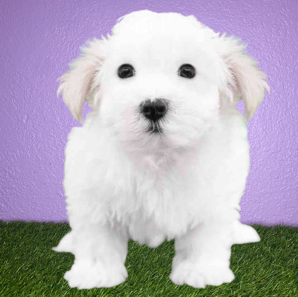 Male Maltese Puppy for Sale in New Braunfels, TX