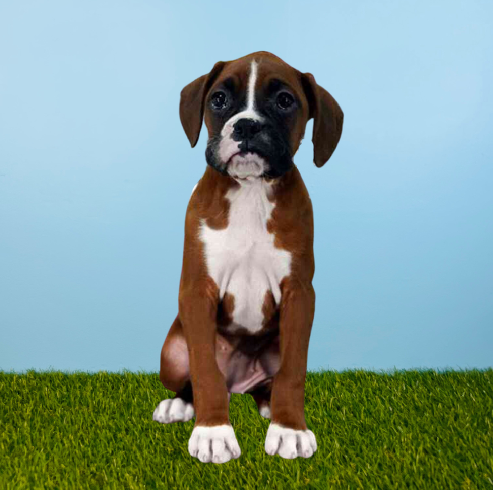 carousel pet images