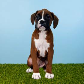 Boxer