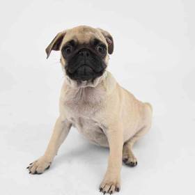 Pug