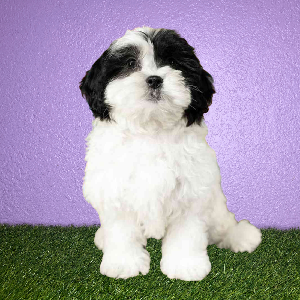 carousel pet images