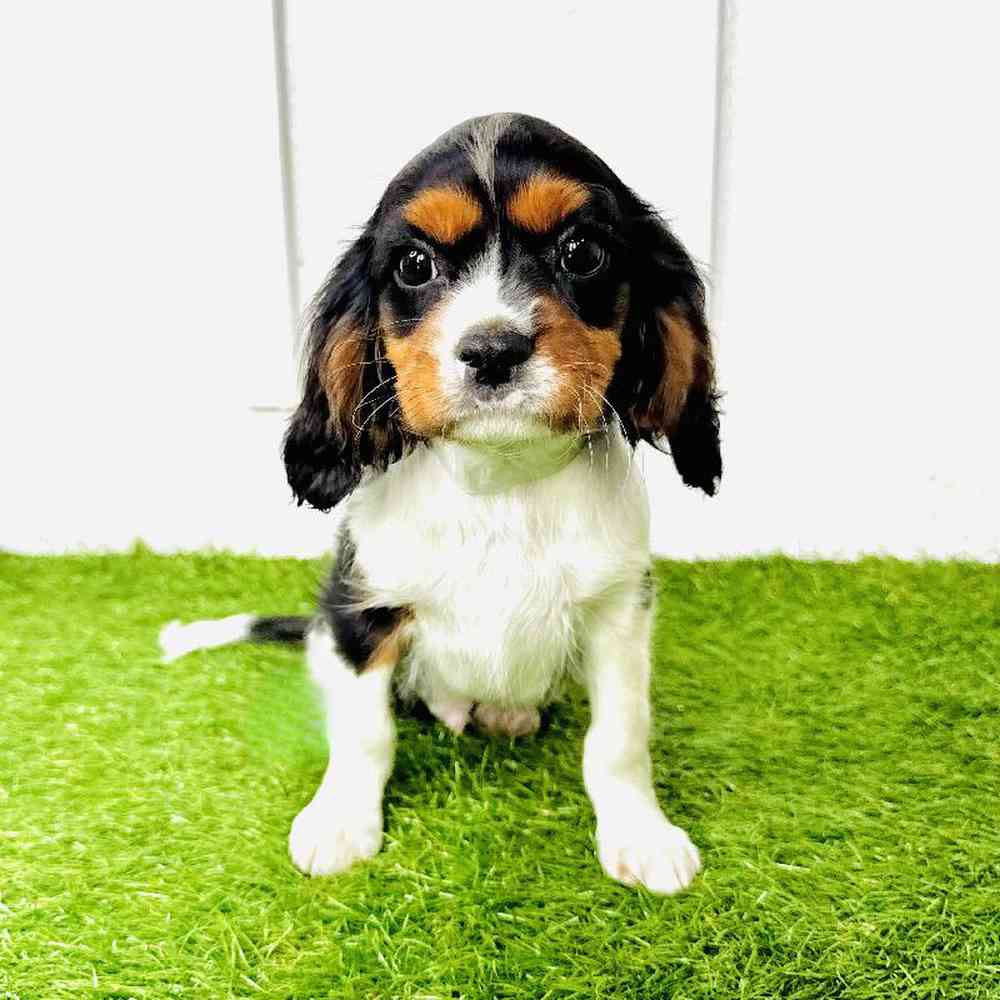Image of a pet breed in the gallery