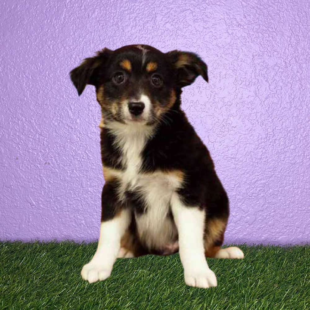 Male Mini Australian Shepherd Puppy for Sale in New Braunfels, TX