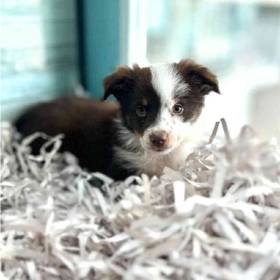 Mini Australian Shepherd