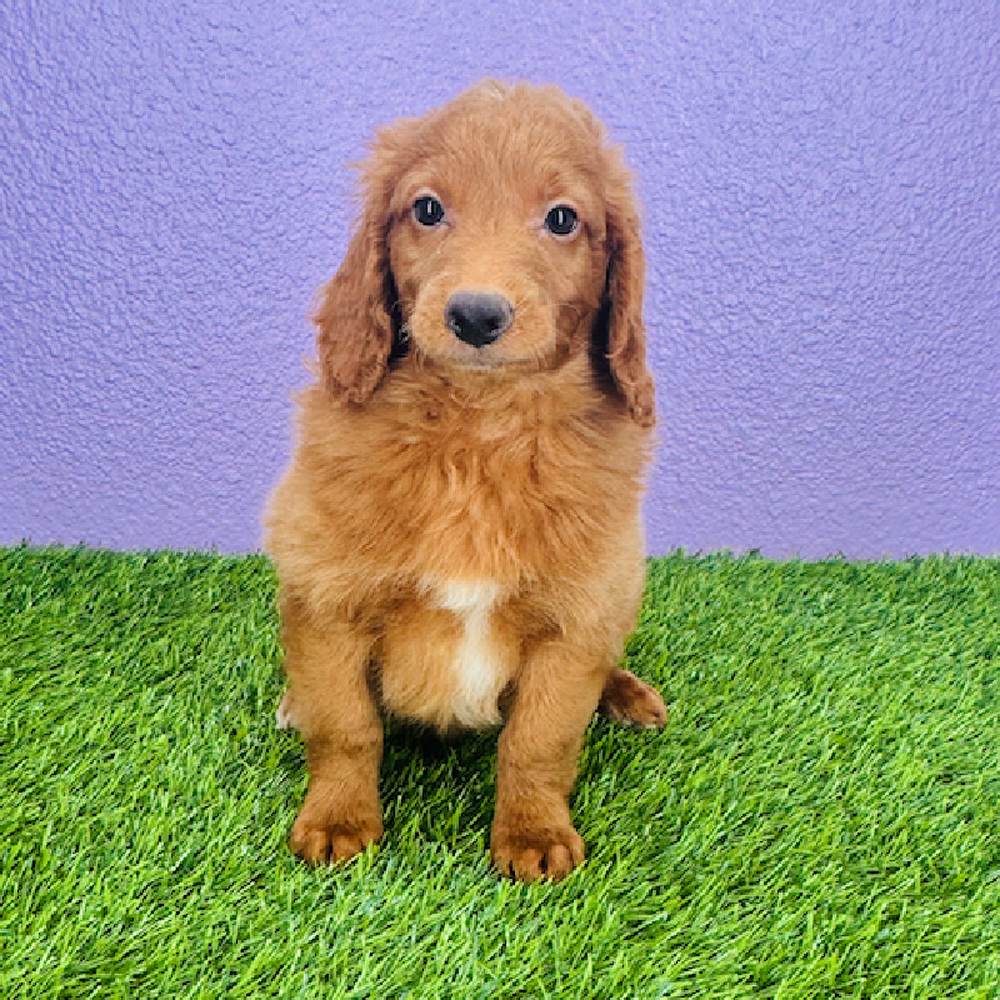 Image of a pet breed in the gallery