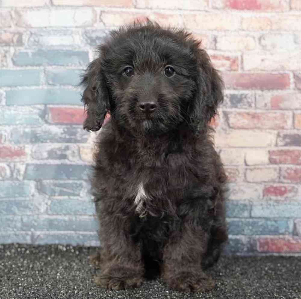 Image of a pet breed in the gallery