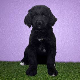 Bernedoodle