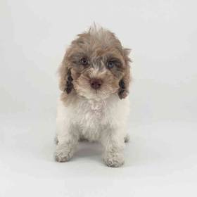 2nd Gen Cockapoo