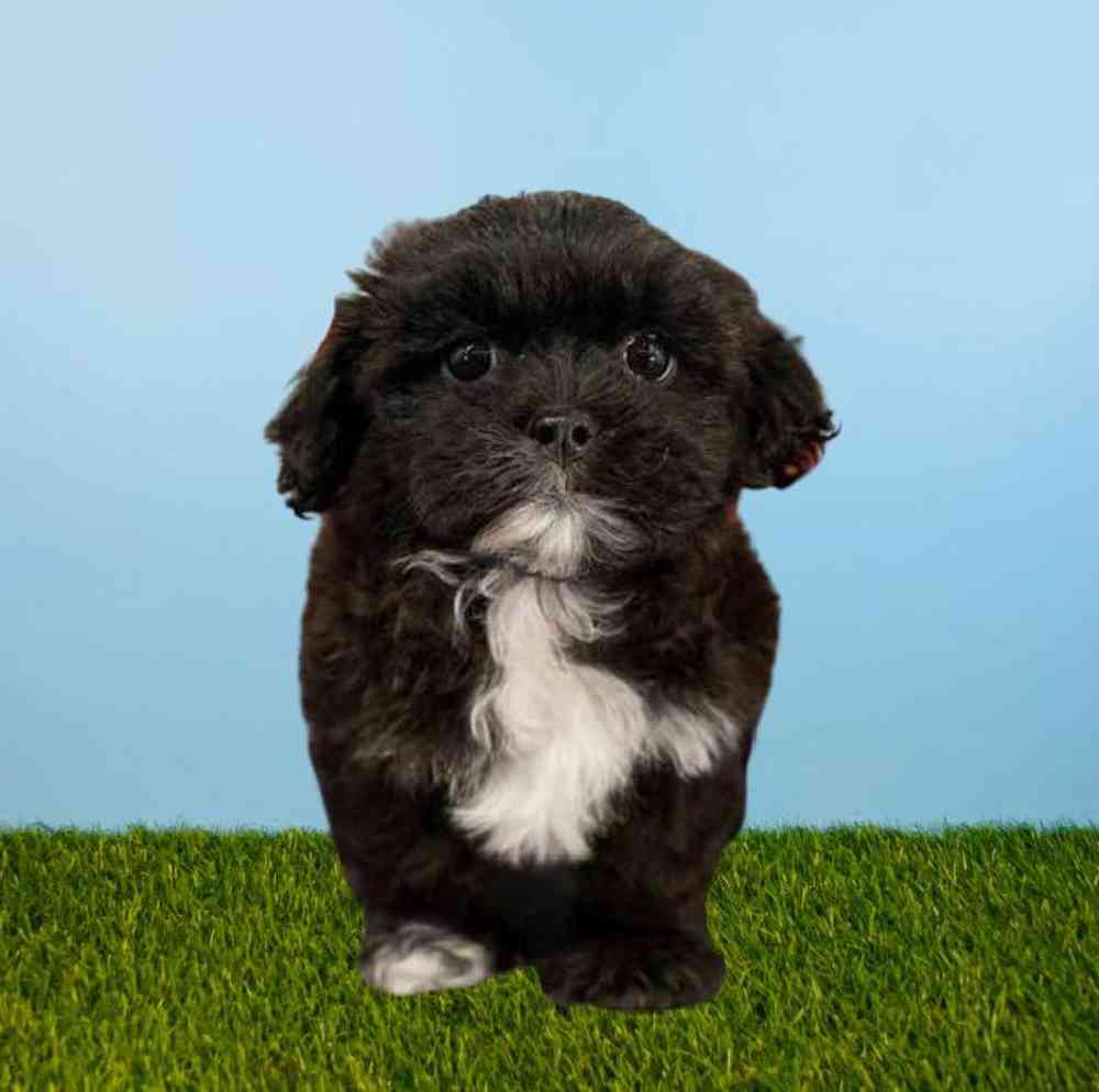 Male Teddy Bear Puppy for Sale in Meridian, ID