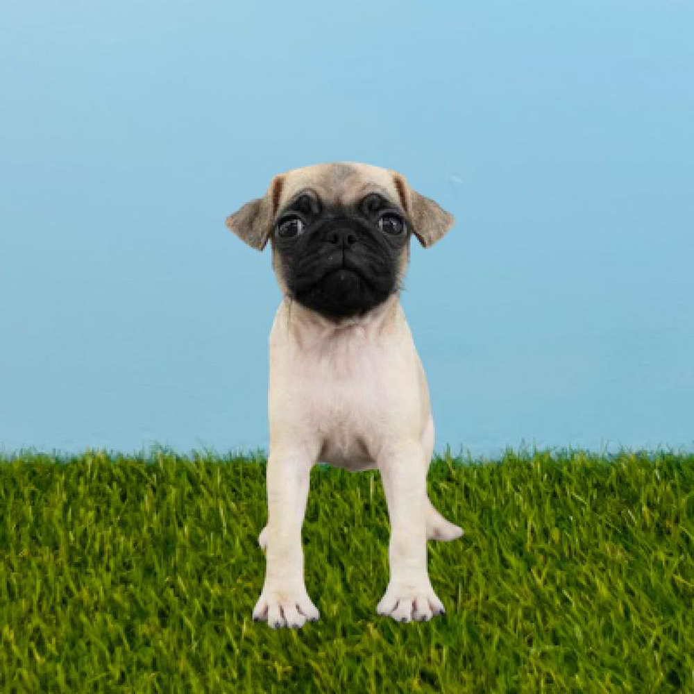carousel pet images