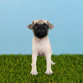 Pug