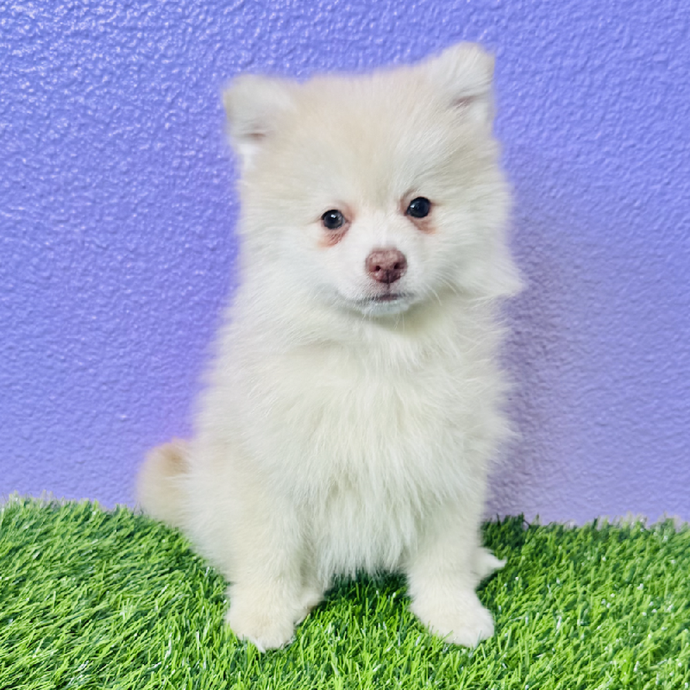 Image of a pet breed in the gallery