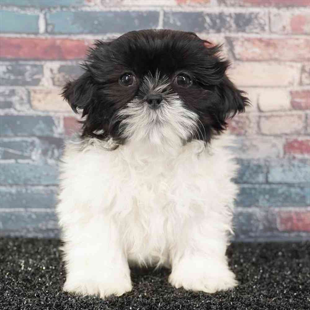 Image of a pet breed in the gallery