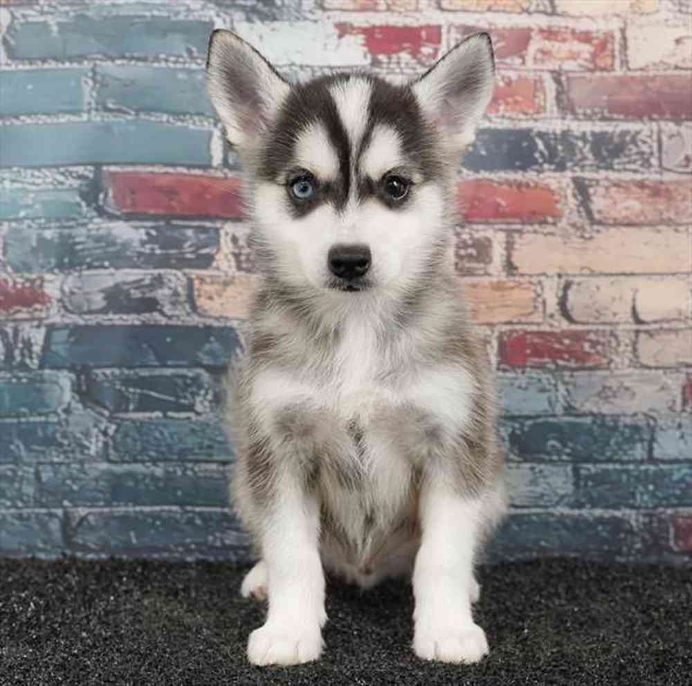 Image of a pet breed in the gallery