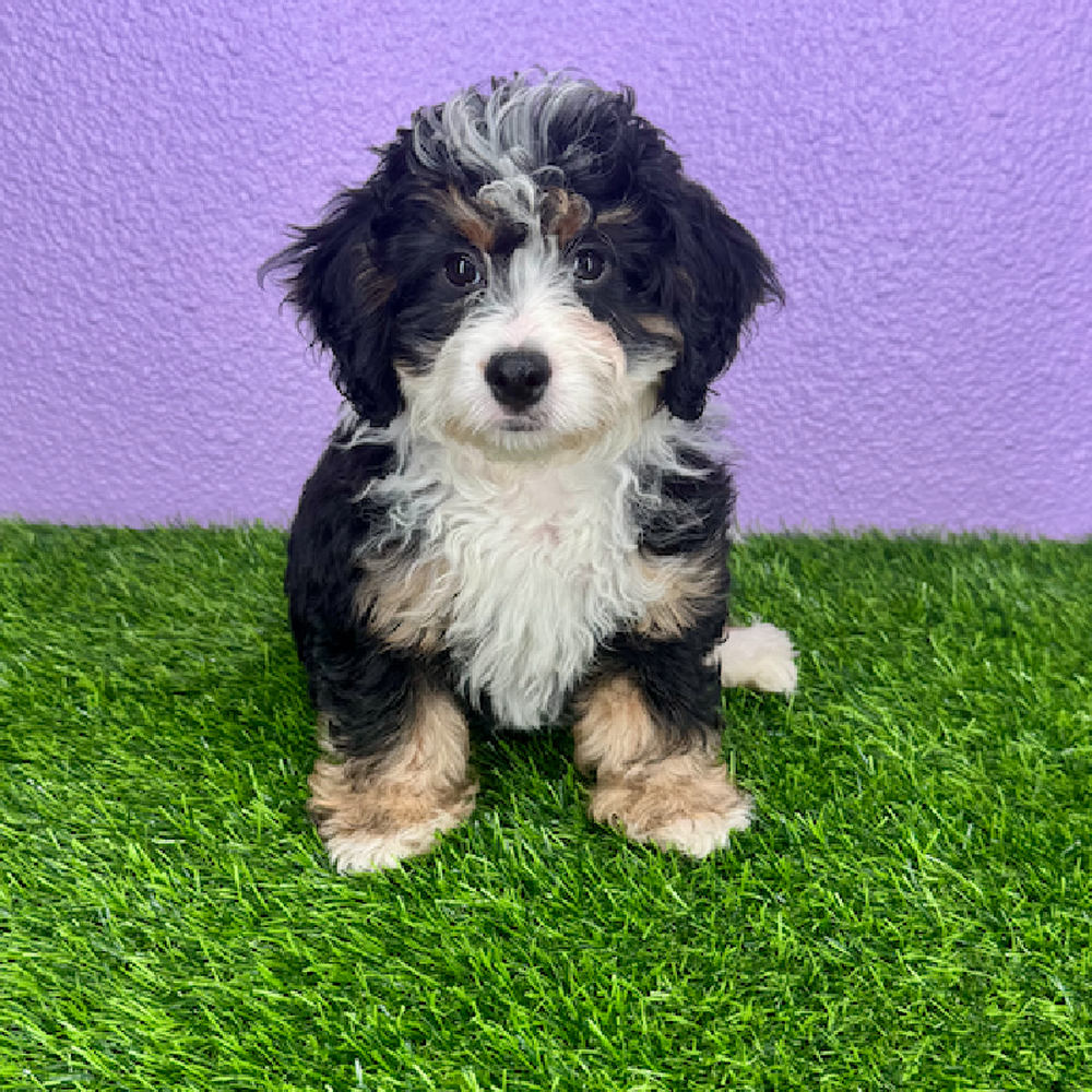 Image of a pet breed in the gallery