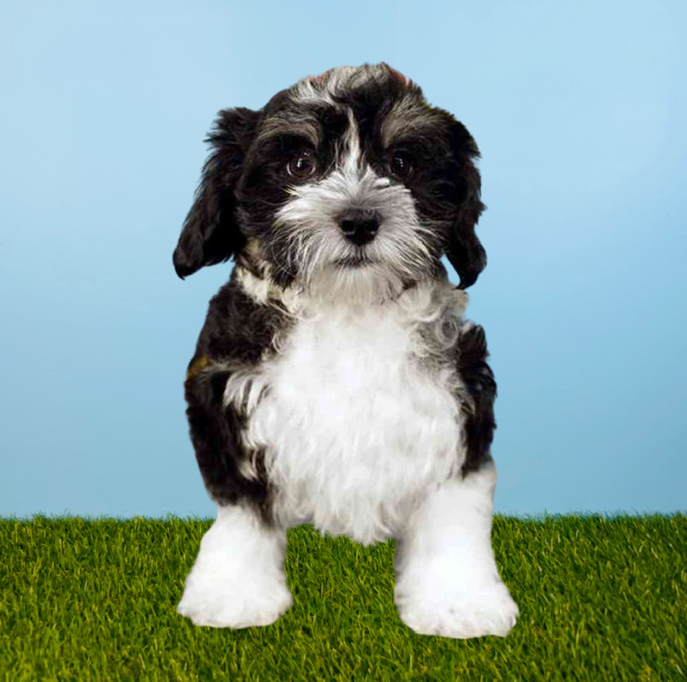 carousel pet images