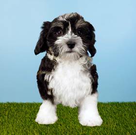 Havanese