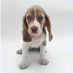 Beagle