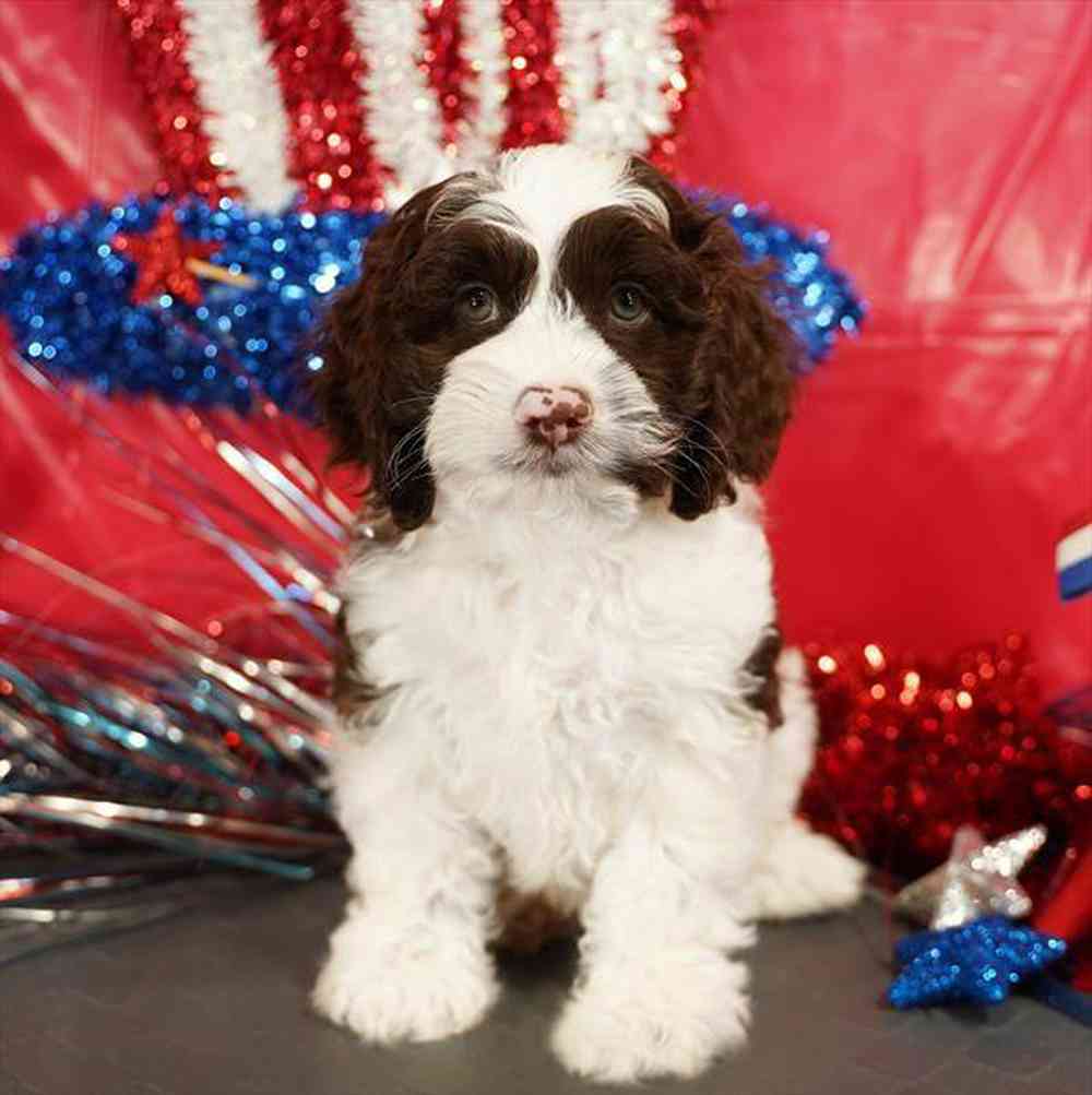 carousel pet images