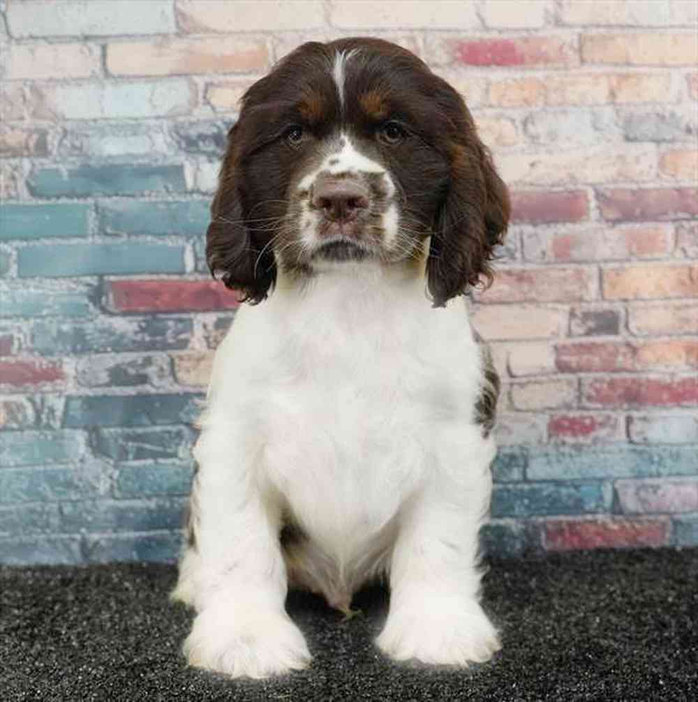 Image of a pet breed in the gallery