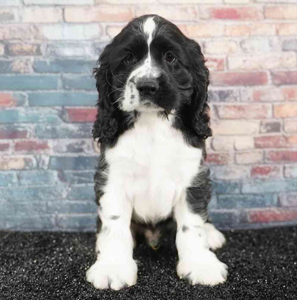 Image of a pet breed in the gallery
