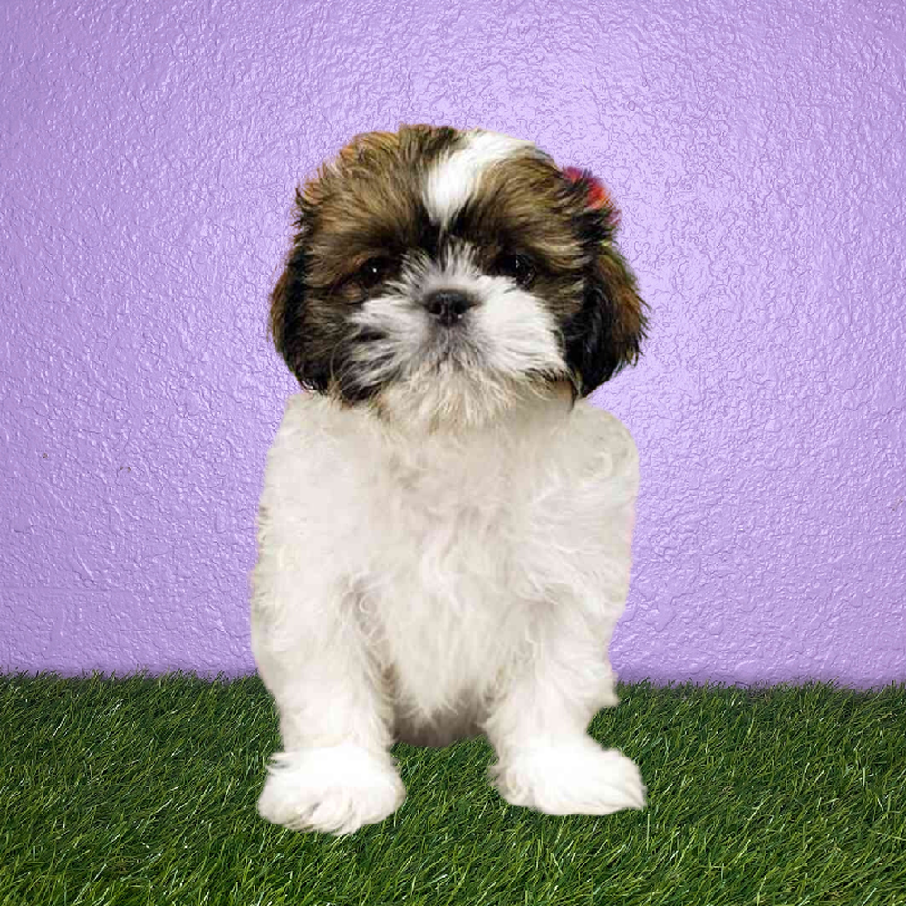 Female Shih Tzu Puppy for Sale in New Braunfels, TX