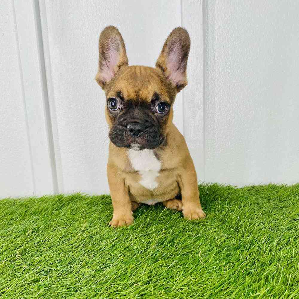 Image of a pet breed in the gallery